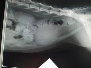 急診尿閉病例恢復